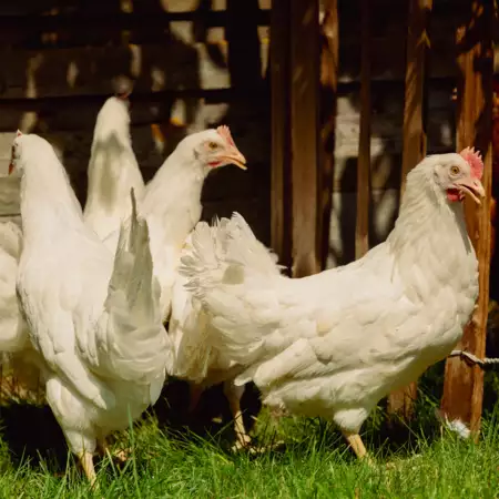 Witte leghorn